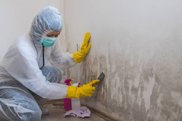 Best Commercial Mold Remediation in Wartburg, TN