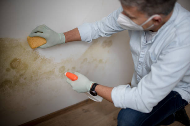 Best Industrial Mold Remediation in Wartburg, TN
