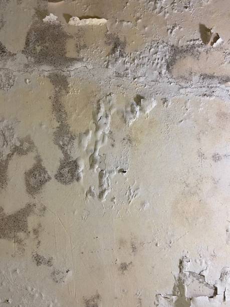 Best Insurance-Related Mold Remediation in Wartburg, TN