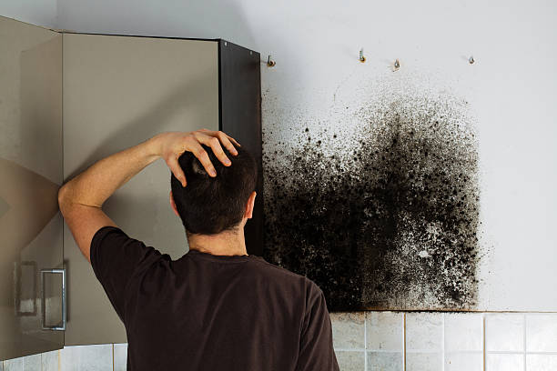 Best Post-Flood Mold Remediation in Wartburg, TN