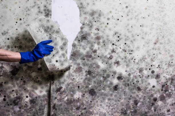 Best Mold Testing and Inspection Services in Wartburg, TN
