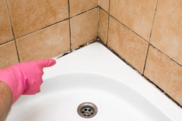 Trusted Wartburg, TN Mold Remediation Experts
